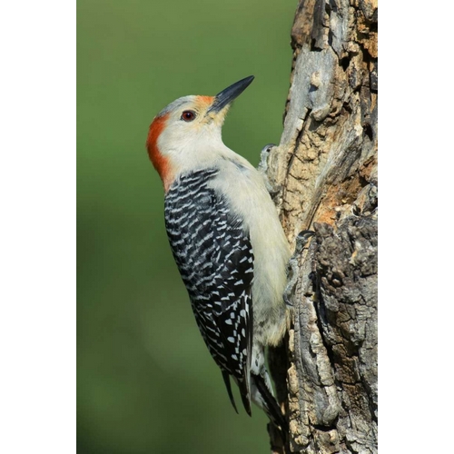 TX, Lipscomb Red-bellied woodpecke on stump